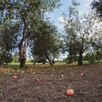 Сад :: Pavel Bamboleo