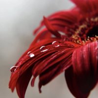 Грезы любви :: Галина 