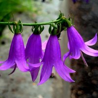 Веселые колокольчики :: светлана льдокова