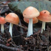 Только из земли :: Андрей Снегерёв