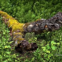 "Гнилушка. Своя красота"© :: Владимир Макаров