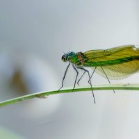 вчера на балу красоток 1 :: Александр Прокудин