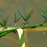 позавчера на балу красоток 5 :: Александр Прокудин