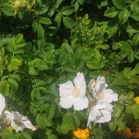 Шиповник :: Андрей Хлопонин Шиповник :: Андрей Хлопонин