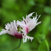 Мак :: Любовь Сахарова