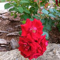 Розы, ах розы! :: Любовь Сахарова