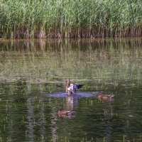 Утки резвятся :: Сергей Цветков