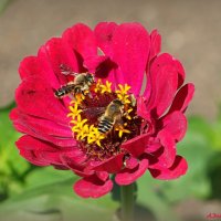 О сюжетах июля :: Андрей Заломленков