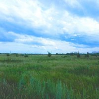 Летнее поле. :: Игорь Солдаткин