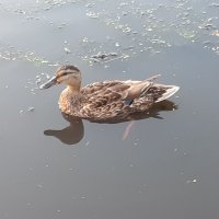 Июль - середина лета :: Галина Минчук