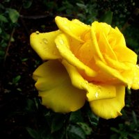 Солнечная красотка :: Людмила Смородинская