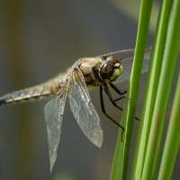 *** :: Олег Алексеев