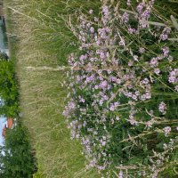 лето... :: Галина Флора