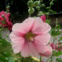 Мальва :: Елена Семигина