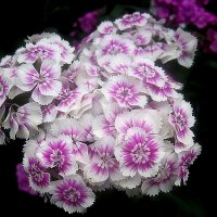 Гвоздика :: Елена Семигина