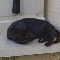 Паспортный контроль ! :: Giant Tao /