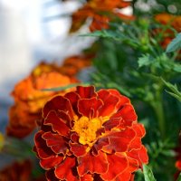 Городские цветы :: Ольга 