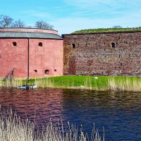 Городская жизнь диких лебедей :: Alexandеr P
