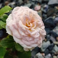 Роза :: Валентина Богатко 