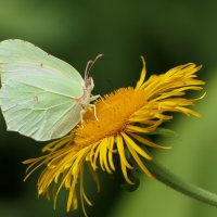 "The Natural World" (Мир Природы) :: "The Natural World" Александер