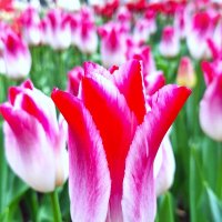 Тюльпан :: Наталья 