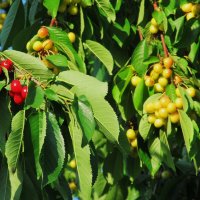 Ах, июнь ! :: Елена Шаламова