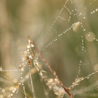 *** :: Елена Kазак (selena1965)