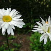 Ромашки :: Рита Симонова