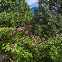 Зелёный уголок :: Анатолий Чикчирный