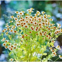 БУКЕТ... :: Elvira E. БУКЕТ... :: Elvira E.