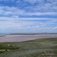Природа Крыма :: Amazing Cosmea