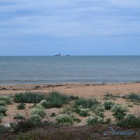 Природа Крыма :: Amazing Cosmea