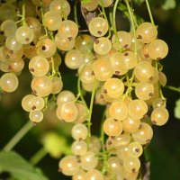 Беляна, - это белая смородина :: Татьяна Лютаева