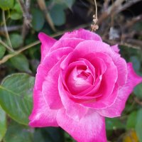 Королева цветов :: Татьяна Пальчикова