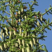 Нарядная ёлка :: Freddy 97