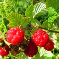 Спелые малинки :: Андрей Снегерёв