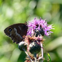 Бархатница дриада :: Геннадий Супрун Бархатница дриада :: Геннадий Супрун
