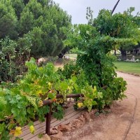 На юге Португалии :: Ирэн 