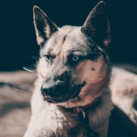 Левый поворотник вкл :: Aleksey Zaikin