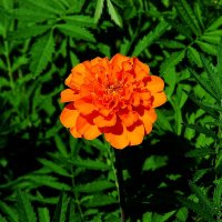 *** :: Леонид leo