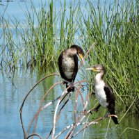 Бакланы :: Ната Волга Бакланы :: Ната Волга