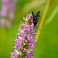 Цветы июля... :: Владимир Жданов