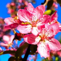 Весеннее :: Наталья Весеннее :: Наталья