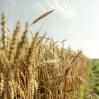 Поле :: sorovey Sol Поле :: sorovey Sol