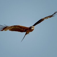 Черный коршун :: alex graf