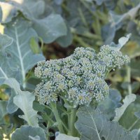 Июль. :: Венера Чуйкова Июль. :: Венера Чуйкова