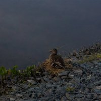 Наедине с родной стихией :: Дмитрий Костоусов