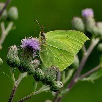 бабочки середины лета 1 :: Александр Прокудин бабочки середины лета 1 :: Александр Прокудин