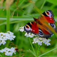 бабочки середины лета 4 :: Александр Прокудин