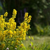 Июльские мгновения :: Serega  